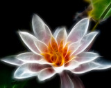 Water Lily Radiance - Jan Heerwagen<br>CAPA 2015  Competition Altered Reality