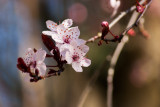 Oskar Fluehler<br>Cherry Blossom