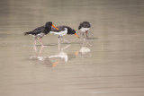 <br>Variable Oyster Catchers<br>Rosemary Ratcliff
