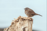 Rosemary Ratcliff<br>Song Sparrow