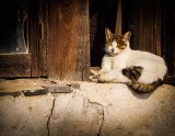 Ian Faulks<br>March 2015 Evening Favourites<br>Theme: Cats<br>Tongli Cat - 1st