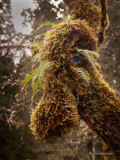 Jan Heerwagen<br>Cowichan River Tree Monster