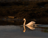 M.E.Rosen<br>Swan at Dawn