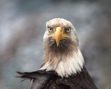Carl Erland<br>2015 CAPA Wildlife<br>Bald Eagle Stand-Off