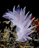Frosted Nudibranch<br>Wendy Carey<br>CAPA 2015  Wildlife<br>24 points tied