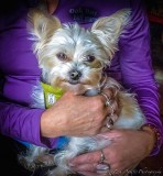 Zosia Miller<br>Cutest Yorkie!