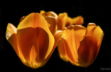 Dale Fenwick<br>Tulips