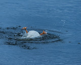 M.E.Rosen<br>Silly Gertrude the Duck