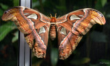 Dale Fenwick<br>Atlas Moth