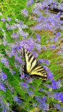 Leah Jansen<br>Monarch Butterfly
