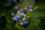 Carl Erland<br>Blueberries
