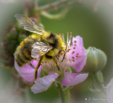 Racine Erland<br>Collecting Pollen