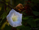 Racine Erland<br> Some Early Morning Glory