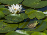 Nancy Oliver<br>Resting on a Lily Pad
