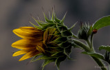 Lois DeEll<br>Sunflower 2