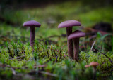 Valerie Payne<br> Purple Mushrooms.jpg