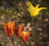 Zosia Miller<br>2015 CAPA Fall Fine Arts<br>Tulips<br>Points: 22 tied