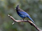 Stellar Jay-Bruce Carey<br>CAPA Fall 2015 Nature<br>Points: 22 tied