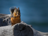 Carl Erland<br>2015 CAPA Fall Nature<br>Red Squirrel Rewaed<br>Points: 19