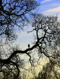 Garry Oak with Heron<br>Wilma Harvie<br>Celebration of Nature 2015