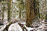 Zosia Miller<br>November 2015 Evening Favourites<br>Theme: Trees<br>Cathedral Grove<br>2nd