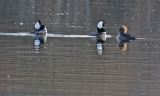 M.E.Rosen<br>Coolest Ducks On The Pond