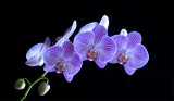 Don Brown<br> Orchid