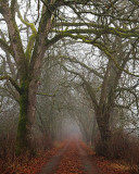 Heather Wade<br>Foggy January Afternoon