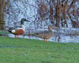 M.E.Rosen<br>Pair Of Northern Shovelers