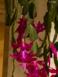 Nancy Oliver <br>Cactus in Bloom
