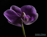 Kerry Davis<br>Orchid