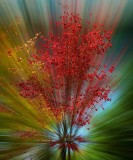 Algonquin Fall Colour-Tony Paine<br>CAPA 2016 Altered Reality<br>Competition