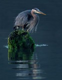 Heather Wade<br>March 2016 Evening Favourites<br>Theme: Birds<br>Evening Heron<br>1st