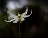 Valerie Payne<br>Fawn Lily