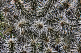 Tom Murchie <br>A prickley situation
