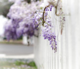Valerie Payne Dreamy Wisteria