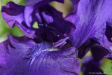 Kathy Theobald <br> Purple Iris