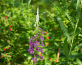 Zosia Miller<br>Fireweed in the Bush