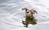 Zosia Miller<br>Lone Female Ruddy Duck