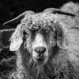 Valerie Payne04 Animal