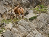 Bighorn Sheep Ewe and Lamb - Tony Pain<br>CAPA Fall 2016 Nature
