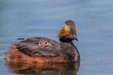 William Labbe <br> Eared Grebe Chick on Parents Back <br>  Celebration of Nature 2016 <br> Points: 23