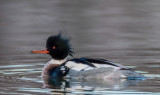 William Labbe <br>  Red Breasted Merganser Drake