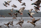 jan Heerwagon <br> Flighty Ducks