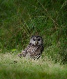  Valerie Payne <br> Barred Owl