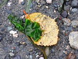 Nancy Oliver <br> Seaweed on Leaf