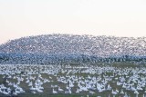 Carl Erland <br> Snow Geese Moving