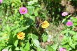 Butterfly3