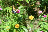 Butterfly4