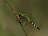 Eastern Pondhawk f w-prey 1 wk1 P8164804.jpg